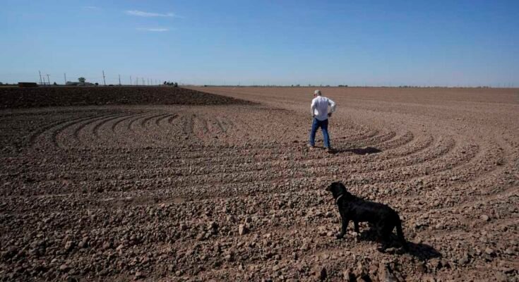 El agricultor Larry Cox camina en un campo arado con su perro, Brodie, en 2022, cerca de Brawley, California.