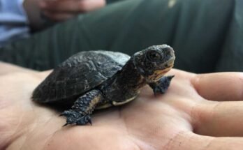 La tortuga noroeste del estanque es la única especie de tortuga de agua dulce nativa en California.
