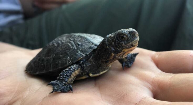 La tortuga noroeste del estanque es la única especie de tortuga de agua dulce nativa en California.
