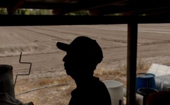 Un agricultor que lleva una gorra de béisbol se ilustra con silueta cerca de sus campos.