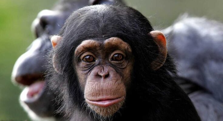 Un bebé chimpancé sentado con la madre en el zoológico de Dublín el 21 de septiembre de 2005.